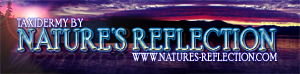 Nature's Reflection Taxidermy